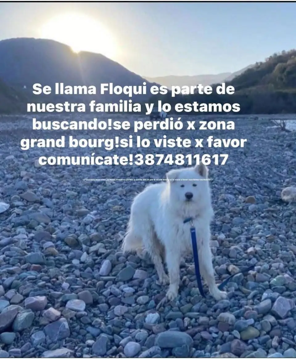 Perro extraviado