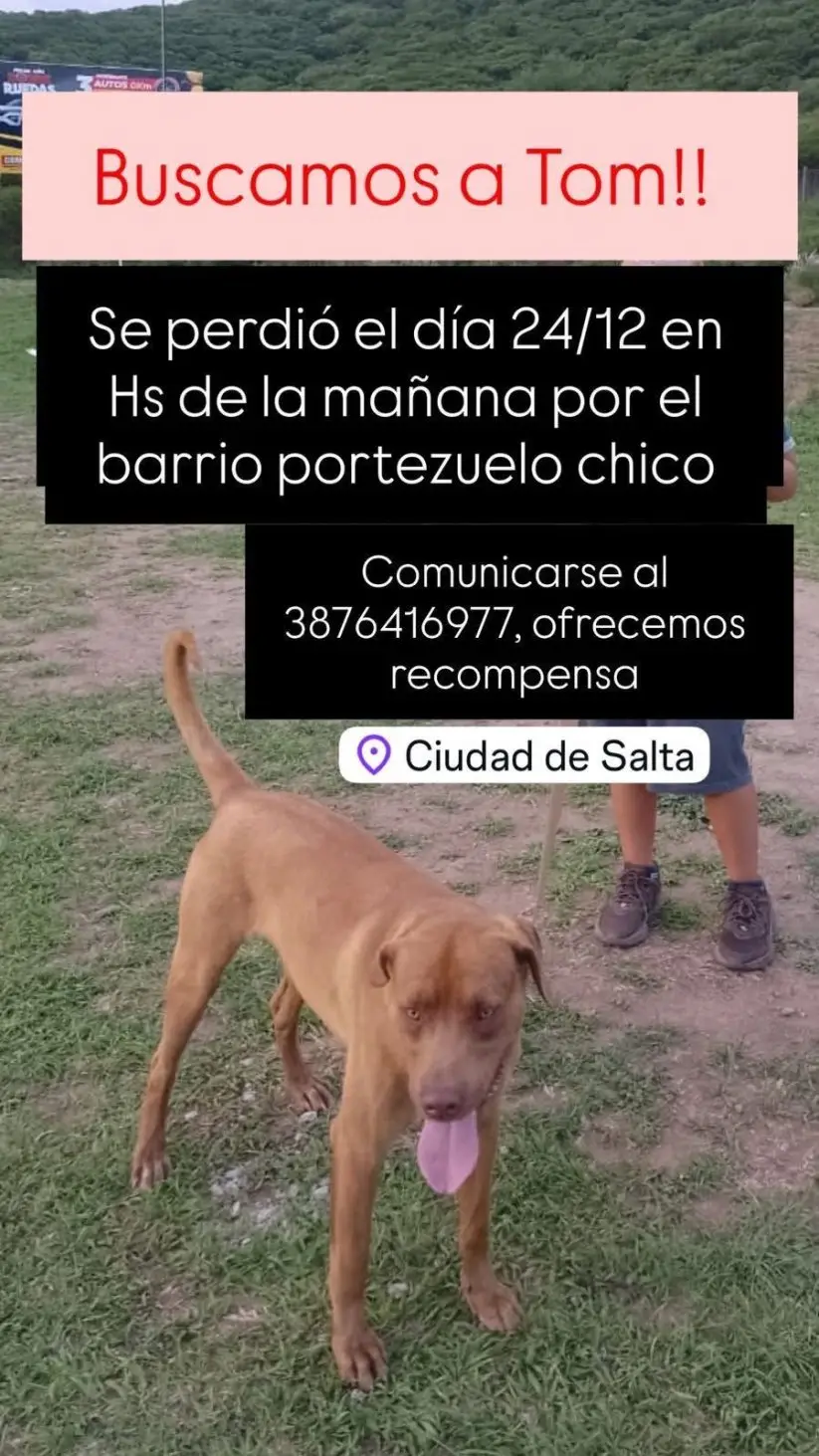 Perro extraviado