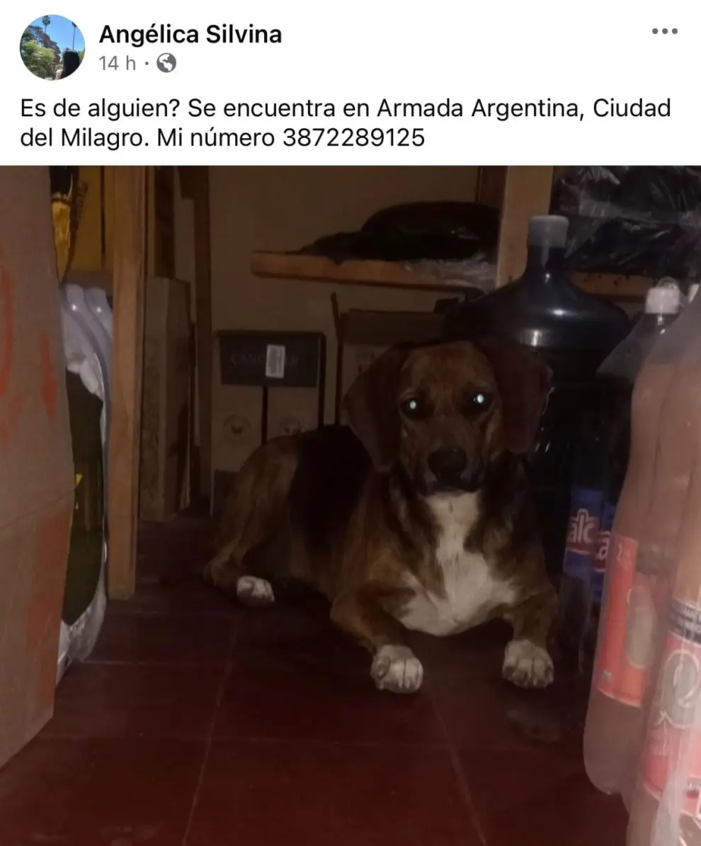 Perrito busca a su dueño