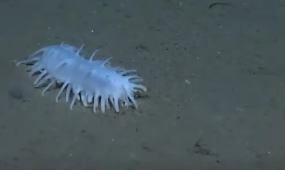 Las cámaras del Conicet observaron un pepino de mar de coloración turquesa.