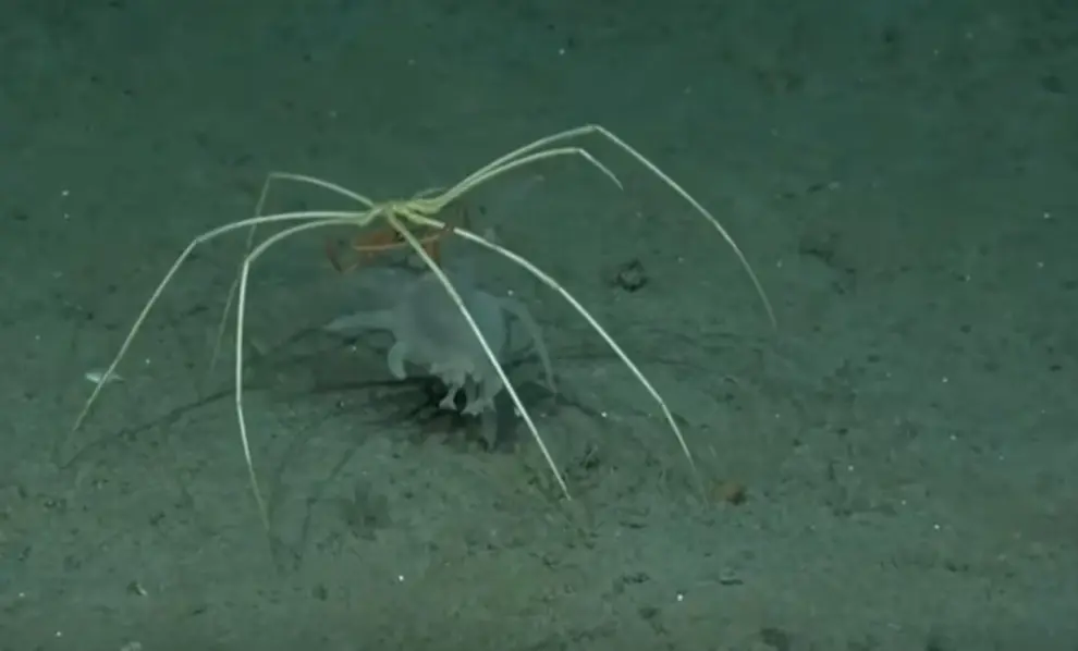 una araña marina mientras comía un pepino de mar.