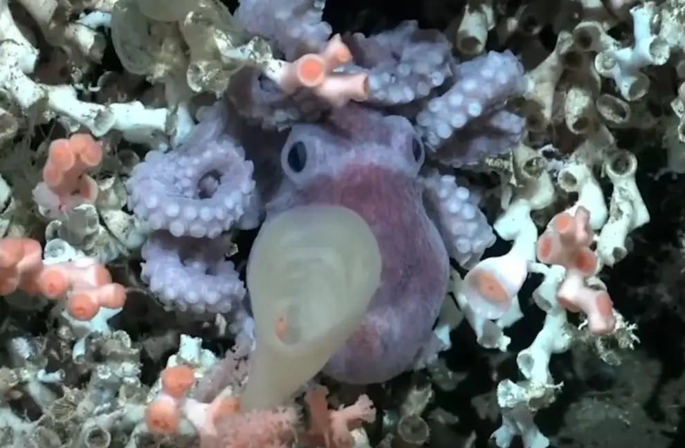 Un pequeño pulpo oculto entre corales.