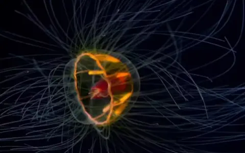 Una medusa traslúcida, especie de mar profundo poco conocida.