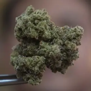 Intentó ingresar marihuana a la cárcel dentro de sus prendas íntimas y terminó condenada en Orán