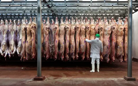 Trabajador en frigorífico de carne vacuna.