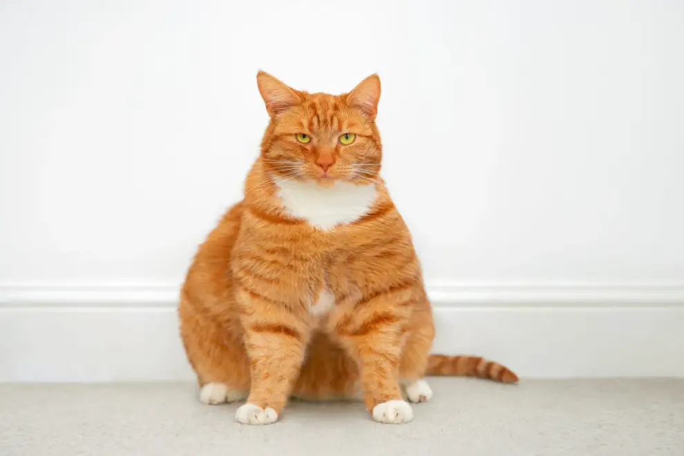 Ozempic gatos perros obesidad