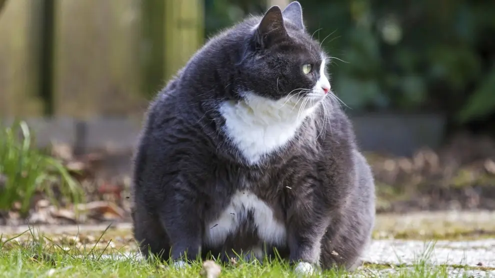 Ozempic gatos perros obesidad