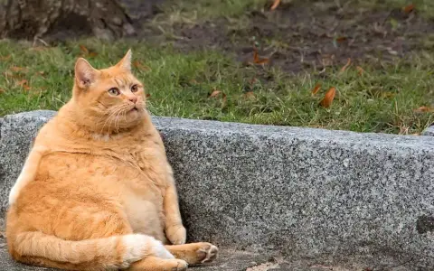 Gato gordo en la calle