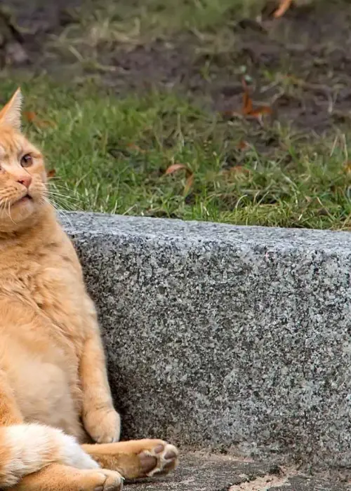Gato gordo en la calle