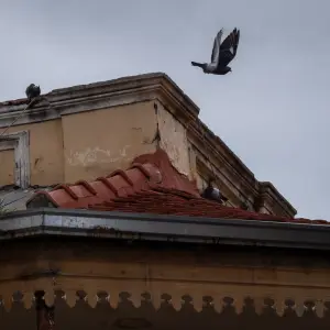 Sigue el deterioro en la Legislatura de Salta: Se desprendió parte del techo y se convirtió en nido de palomas