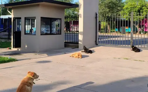 Perritos UNSA