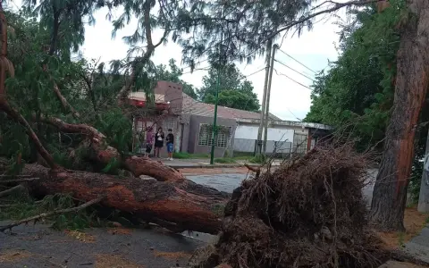 Árbol caído