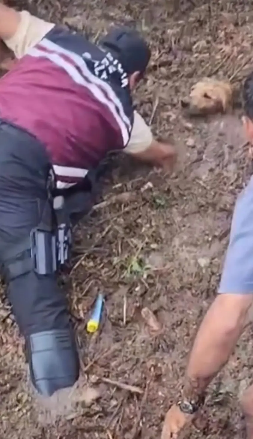 Perro rescatado