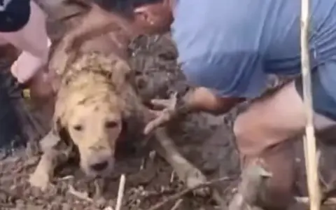 Perro rescatado