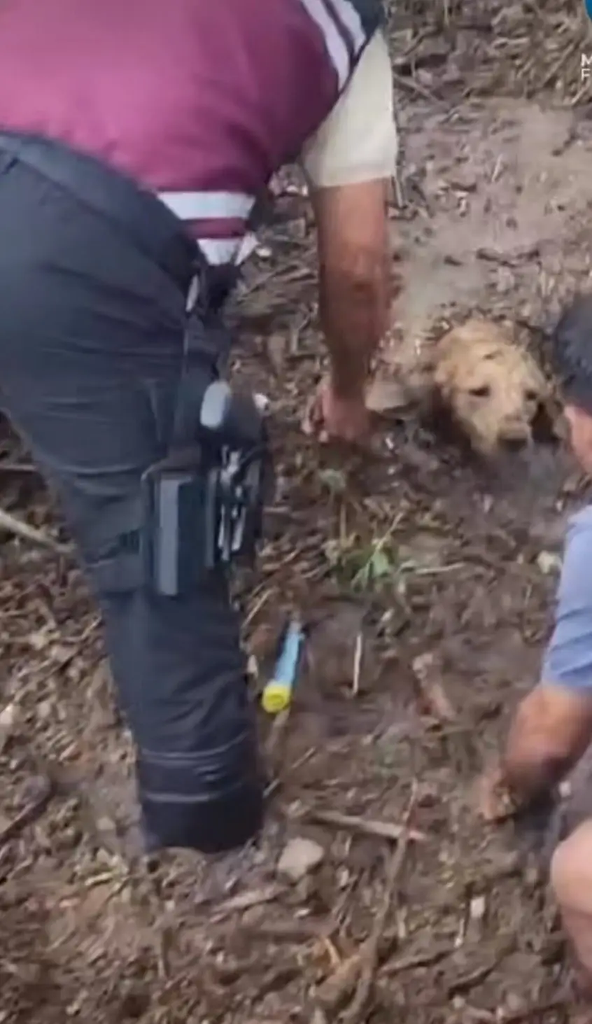 Perro rescatado