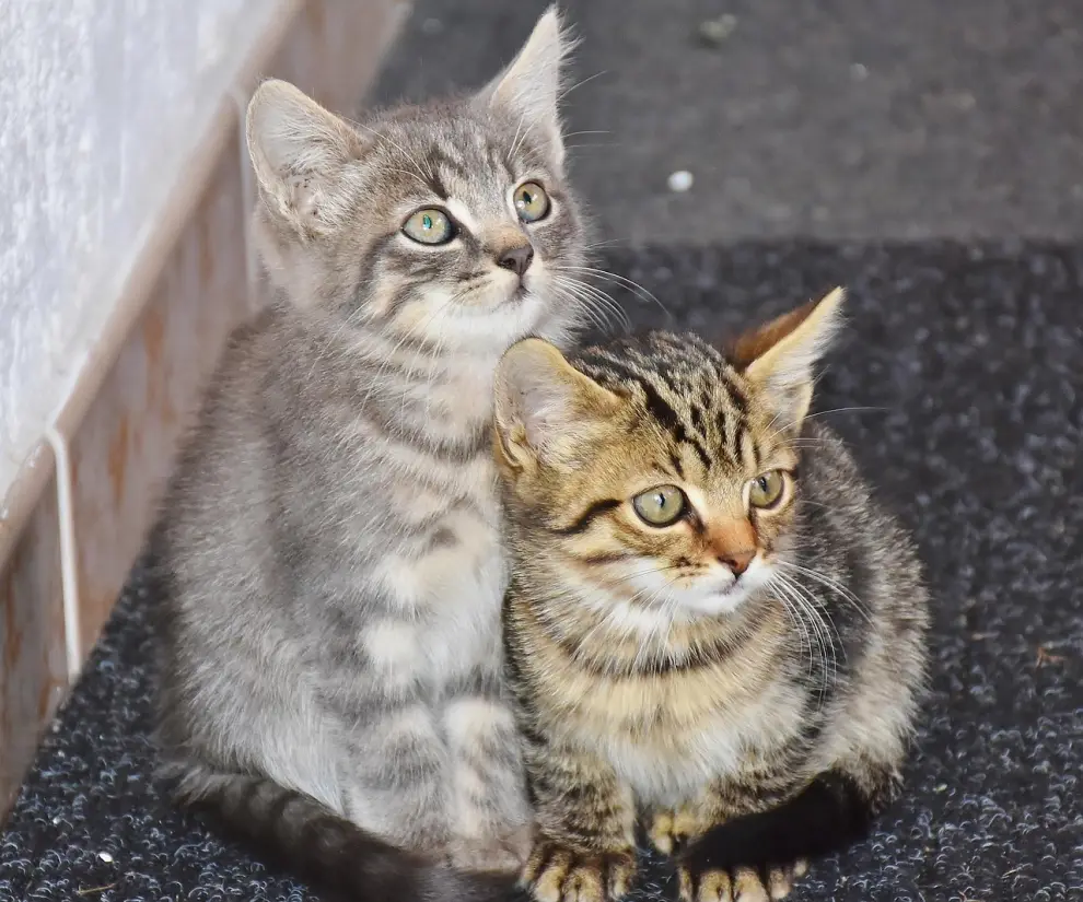 Gatitos