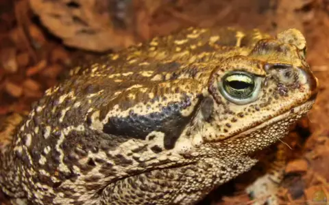 El rococo o Rhinela Schneideri, una de las especies típicas de Salta