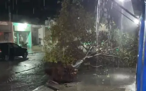 Un árbol caído en pleno centro de Metán