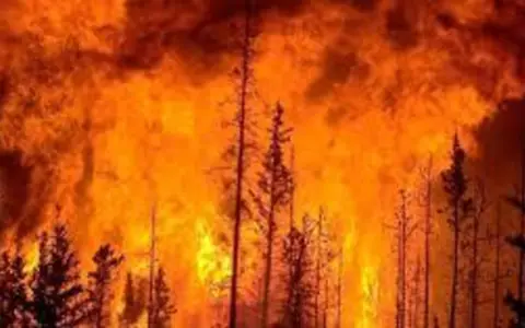 Incendios forestales en Chile