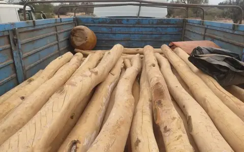 Los detenidos por robo de madera fueron imputados y solicitaron para ellos prisión preventiva