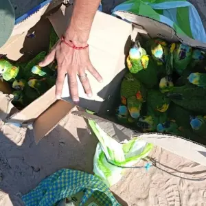 Rescatan 25 loros habladores en Tartagal y se vuelve a encender la alarma por el tráfico ilegal de fauna