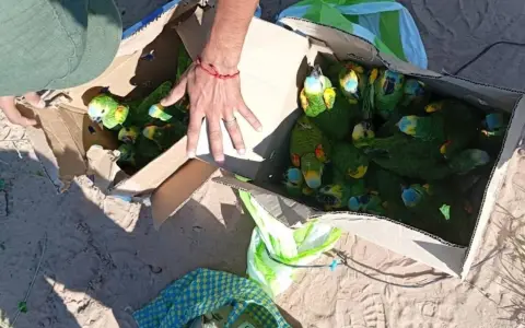 Los loros encontrados en el paraje Senda Hachada.