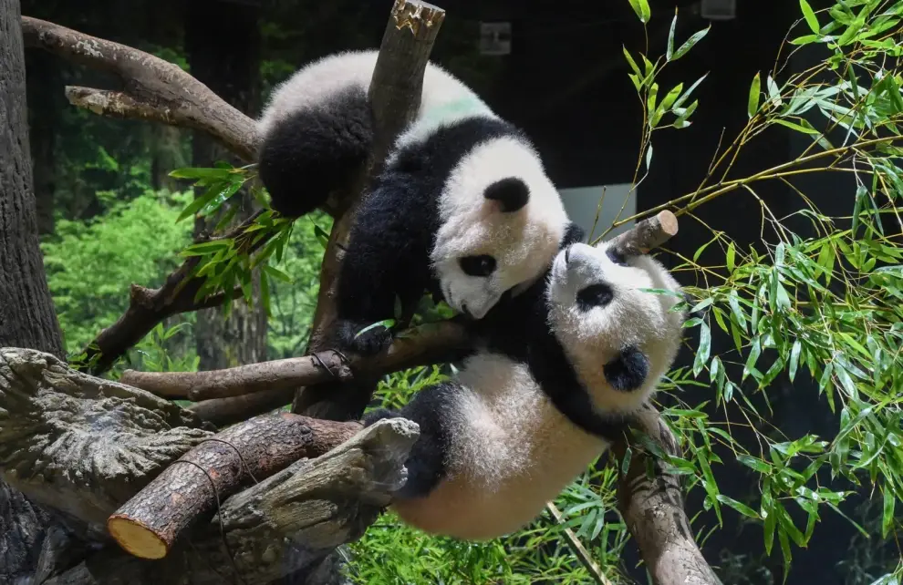 Los pandas gigantes Xiao Xiao y Lei Lei, los últimos ejemplares que permanecían en Japón