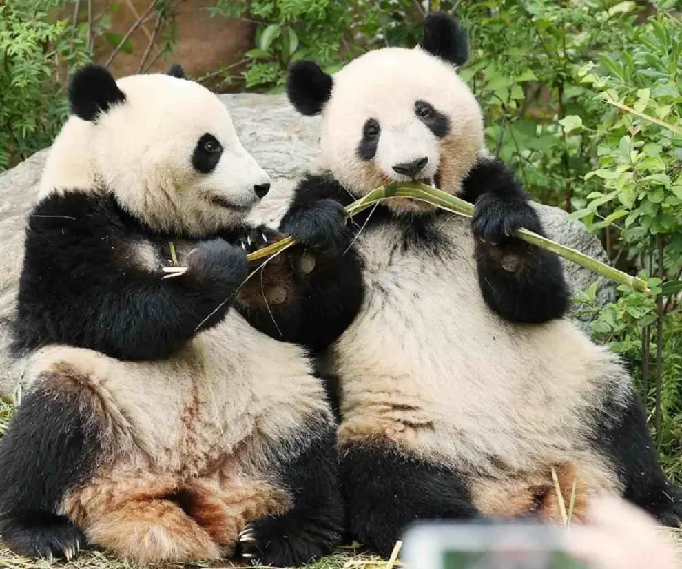 Los osos panda ya no están en peligro de extinción.