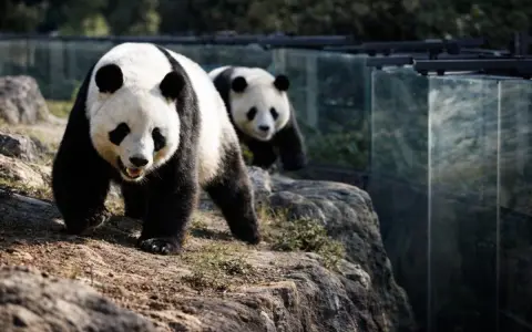 Trasladaron dos osos pandas gigantes de Japón a China.
