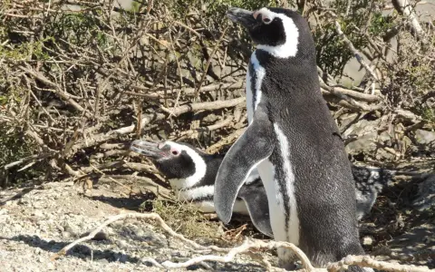 El pingüino de Magallanes, el espécimen elegido por el CONICET para estudiar su comportamiento.