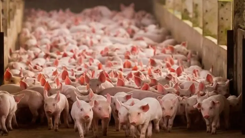 El sector porcino cerró el 2025 con récord de faena y consumo