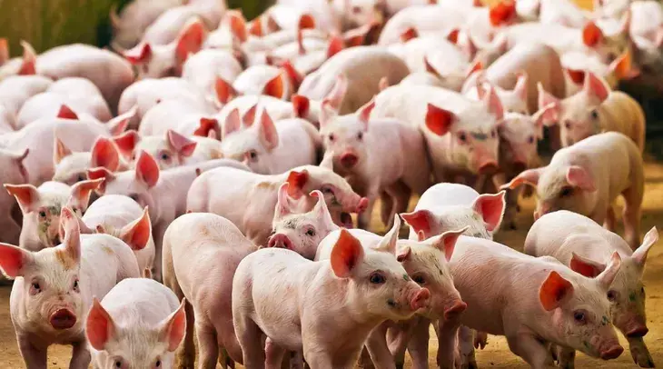 El sector porcino cerró el 2025 con récord de faena y consumo