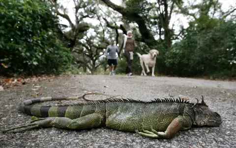 Iguana petrificada por el frio.