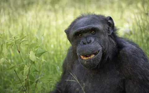 Este miércoles, el Bioparque de La Plata informó la muerte de Tomy