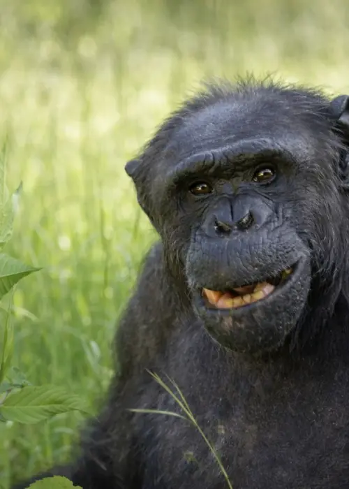 Este miércoles, el Bioparque de La Plata informó la muerte de Tomy