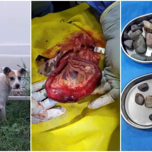 Video: Impactante cirugía, le sacaron 58 piedras del estómago a una perra y lograron salvarle la vida