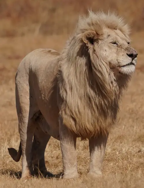 Fotos de stock gratuitas de África, al aire libre, animal