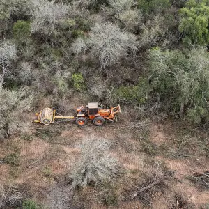 Salta desde arriba: Greenpeace detecta el triple de deforestación en un año