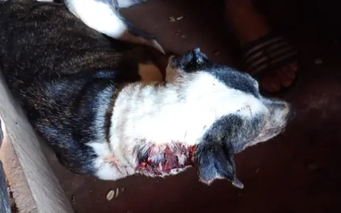 Las heridas en la mascota atacada el pasado miércoles en J. V. González