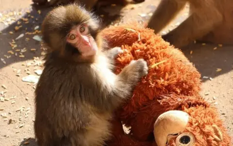 Punch el macaco que conmovio