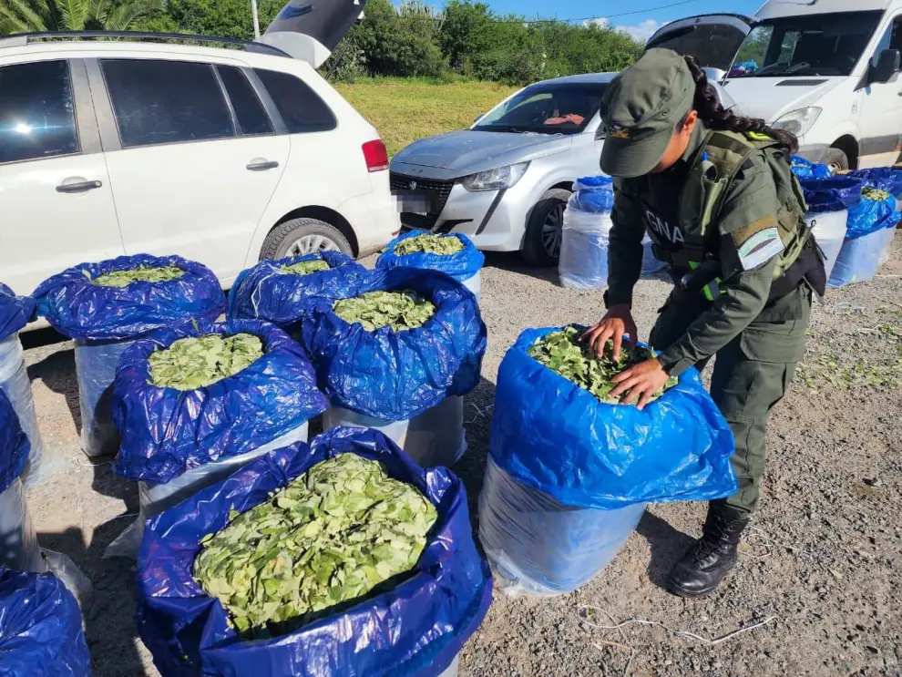 Secuestro de hojas de coca en Tucumán.