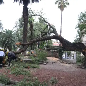 Un árbol antiguo se partió en pleno centro de Salta y será removido para evitar riesgos