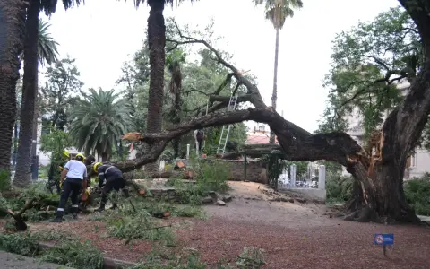 Personal de Prevención y Emergencias de la Municipalidad trabajando en la plaza Belgrano.