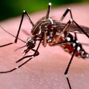 Chikungunya en la frontera: el virus que también enferma la salud mental