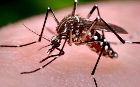 Mosquito Aedes, transmisor de Dengue y Chikungunya.