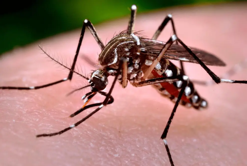 Mosquito Aedes, transmisor de Dengue y Chikungunya.