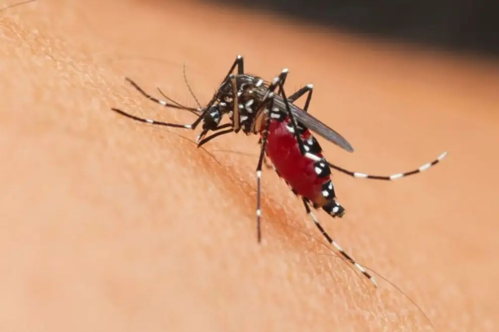 Leishmaniasis cutánea humana