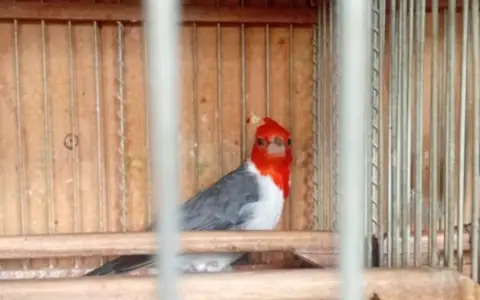 Un cardenal enjaulado, que luego fue liberado por la policía