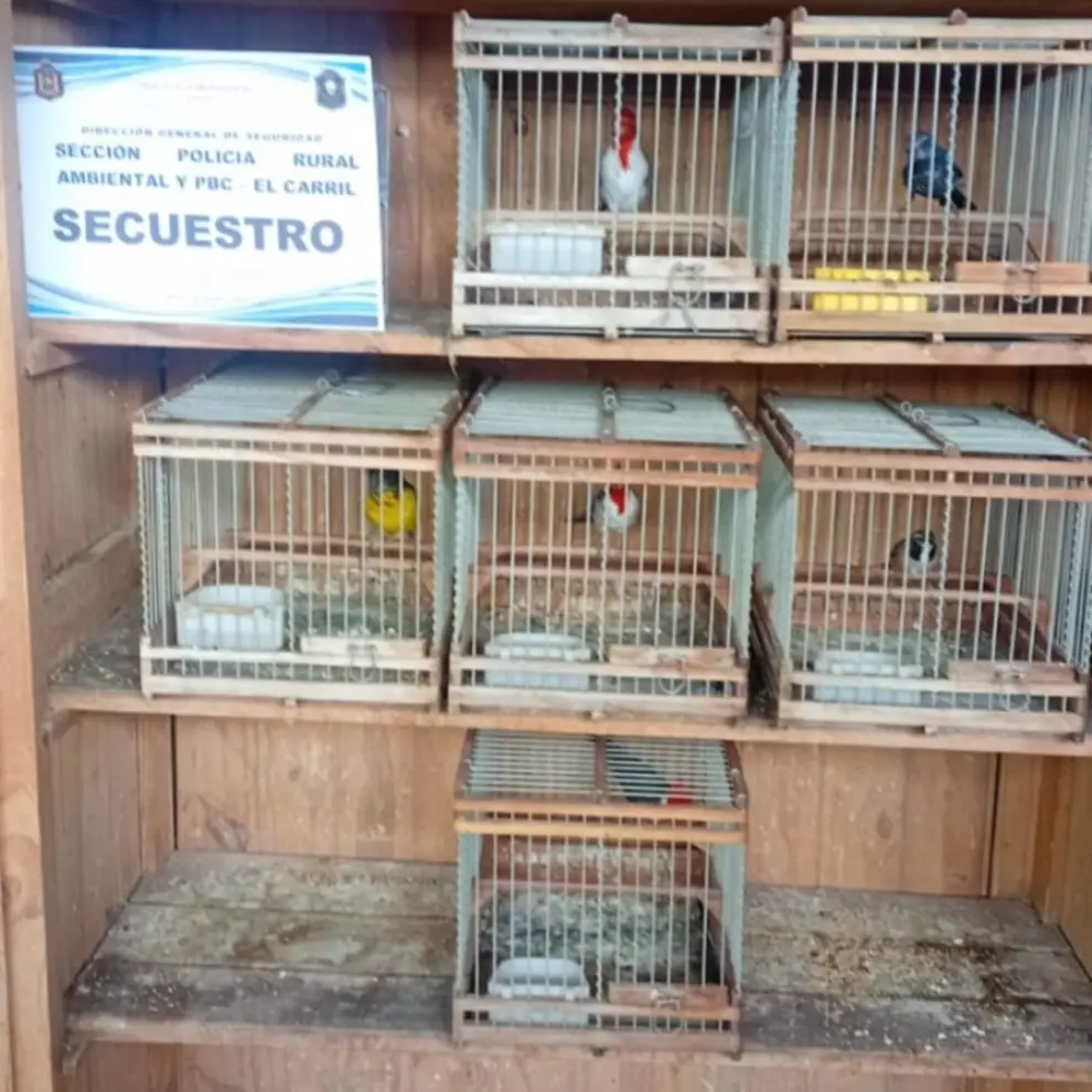 Las jaulas en donde tenían atrapadas a las aves silvestres en La Viña