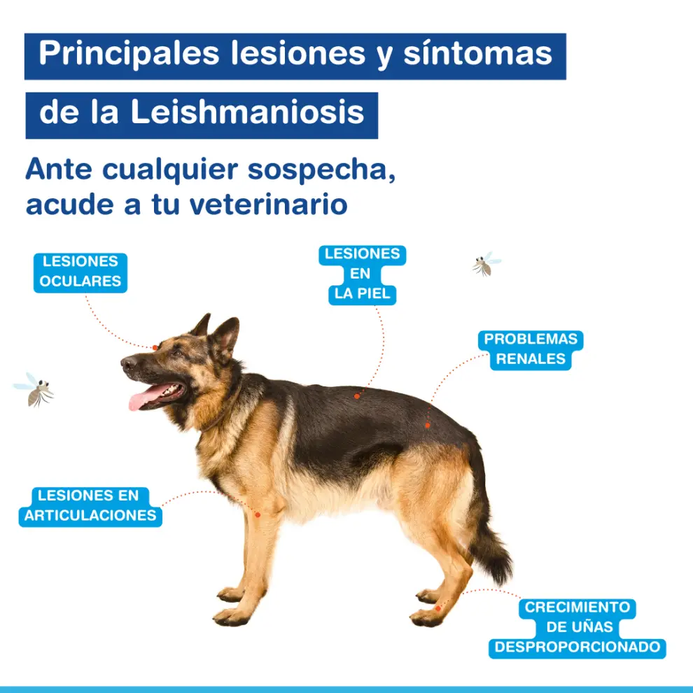 La enfermedad, transmitida por la picadura de un flebótomo, afecta principalmente a los perros pero también puede contagiarse a humanos, por lo que es
